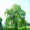 White willow bark extract