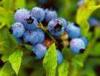 Iqf wild blueberry