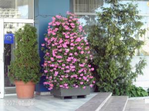 Aranjamente florale pentru exterior