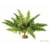 Decor terariu boston fern m pt2995