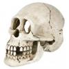 Decor craniu trixie 8713