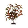 Decor plante Ammania