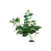 Decor plante anubias