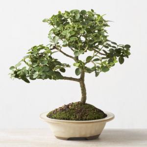 Bonsai