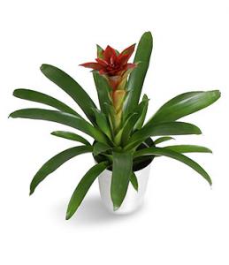 Guzmania