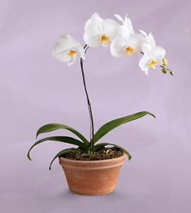 Orhidee Phalaenopsis Cream White