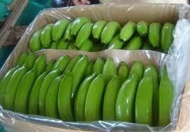 Fresh Green Cavendish Banana