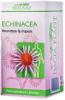 Echinacea dacia plant