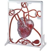 Set Inima si Sistemul circulator