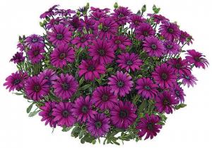 OSTEOSPERMUM sp. ( margareta Africana )