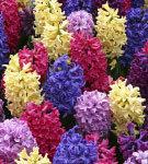 HYACINTHUS sp. ( zambila )