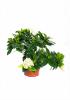 Gardenia jasminoides p17 h45