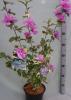 Hibiscus syriacus c35 125/150 zamosita