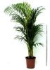 Areca chrysalidocarpus lut p32 h160 palmierul exotic