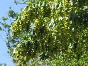 Carpinus betulus fastigiata 200/250 carpen
