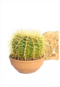 Echinocactus grusoni p25 h30 cactus-arici