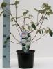 Viburnum eskimo pc18 1/2 calin