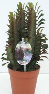 Euphorbia su trigona p24 h85