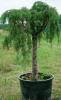Juniperus comm. oblonga pendula c35 200-250 ienupar