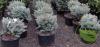 Picea pungens glauca globosa 40/60  c35