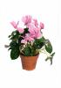 Cyclamen  p12 h25