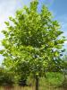 Platanus acerifolia 35/40 c700 l  platan