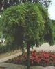 Sophora japonica pendula c50 12/14 salcam japonez