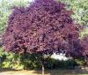 Prunus cerasifera woodii 8/10 c30 l