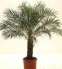 Phoenix roebelinii p40 h160 palmier