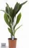 Aspidistra elatior p19 h80