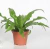 Asplenium gemengd p17 h55 limba cerbului