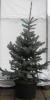Picea pungens hoopsii c200-250 molid argintiu