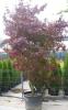 Acer palmatum 'bloodgood' c130 240/260 artar