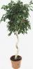 Ficus be exotica p40 h170 twisted/spiral &lt;&gt;
