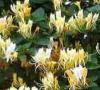 Lonicera heckr./telmm.200/250 c10