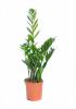 Zamioculcas p17 h80