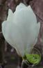 Magnolia denudata white triumph c35 175-200