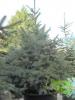 Picea pungens glauca c90l 175-200