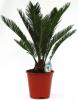 Cycas revoluta h80/95cm cn