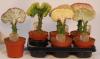 Euphorbia candelabrum/acrurensis p22 h120
