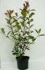 Photinia fraseri red robin c5 60-80