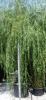 Salix babilonica aurea c35 10/12 salcie