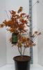 Acer japonicum 'aconitifolium' 100/120 c30 artar