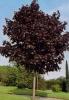 Acer plat. crimson king c. 14/16 artar