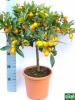 Citrus limonum / sinensis c15 05-06 1/2 st
