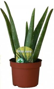 Aloe vera p12 h25