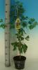 Ginkgo biloba c160 20-25 copacul vietii