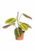 Maranta tricolor p10 h25 planta care