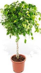 Ficus benjamin exotica p45 h260