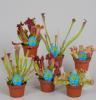 Sarracenia p9 h20 planta carnivora